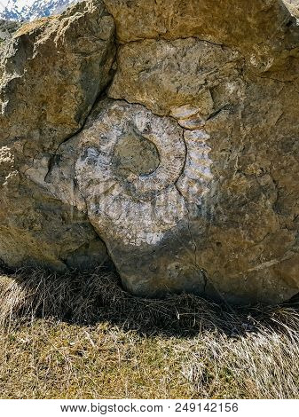 Old Stone With A Natural Pattern In The Form Of A Cochlea.