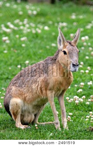 Mara