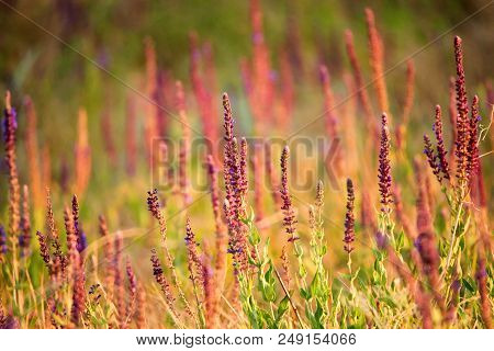 Fresh Purple Flowers Of Sage Or Salvia Divinorum On Meadow