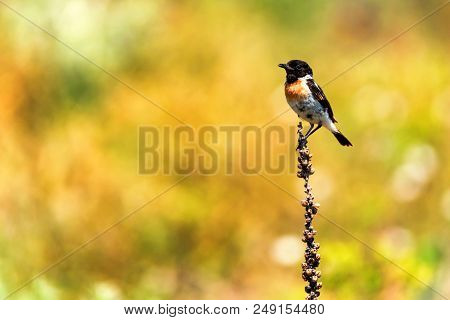 Male Europian Stonechat Or Saxicola Rubicola Is Pearching On Twig