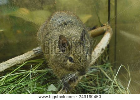 A Cute Look Of A Fluffy Little Chilean Degus Squirrel In A Glass Aquarium