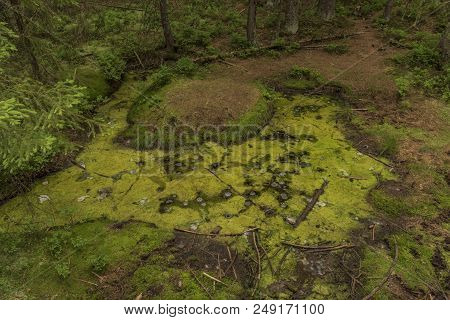 Slavkovsky Les Mountains In Summer Sunny Nice Morning Near Smradoch Yellow Spa