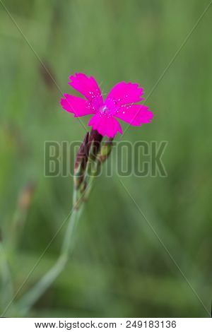 Spring Flower Forest Dianthus (dianthus Sylvaticus) Is A Perennial, Herb Legally Protected