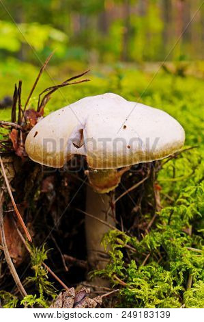 The Most Dangerous And Poisonous Pale Toadstool Lurking In The Woods Among The Moss