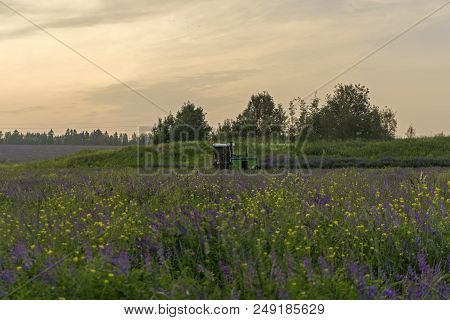 Evening Landscape With Fields Of Blossoming Lucerne, Stormy Sky And Working Harvesting Agricultural 