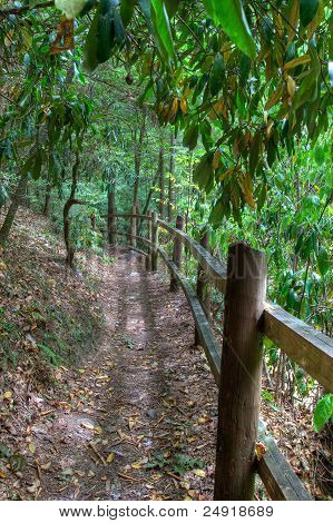 Percorso recintato nel bosco