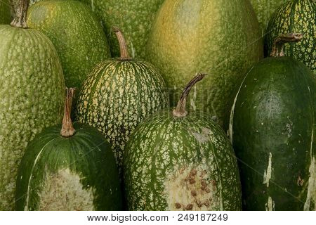 Huge Fig Leaf Gourds Called Chilacayote In Central America And Used To Make Traditional Sweets