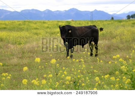 Cow Surrounded By Canola Plants In Polson, Mt