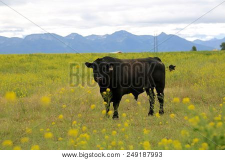 Cow Surrounded By Canola Plants In Polson, Mt