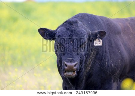 Cow Surrounded By Canola Plants In Polson, Mt
