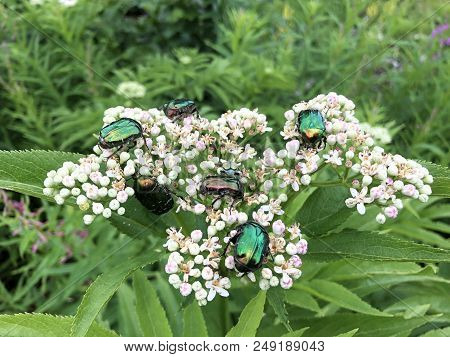 A Herd Of Beetles Of Green Beetles Cetoniinae On White Flower.
