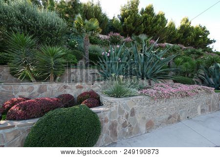 Beautiful Yukki, Palm Trees, Flowers And Other Shrubs Are Harmoniously Combined In The Landscape Des
