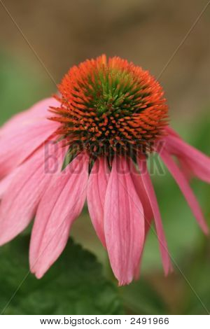 Pembe Coneflower