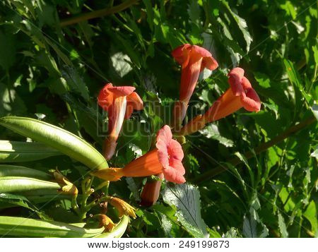 Garden Liana Kampsis Decorates Its Red Flowers With Greens Thickened