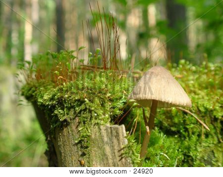 Stump sammalta ja sieni