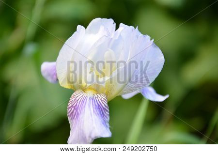 White Flower Iris Flowering Against A Background Of Flowers. Nature.