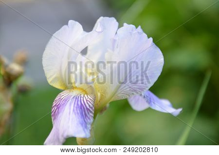 White Flower Iris Flowering Against A Background Of Flowers. Nature.