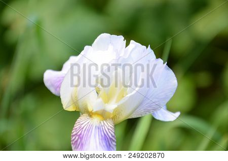 White Flower Iris Flowering Against A Background Of Flowers. Nature.