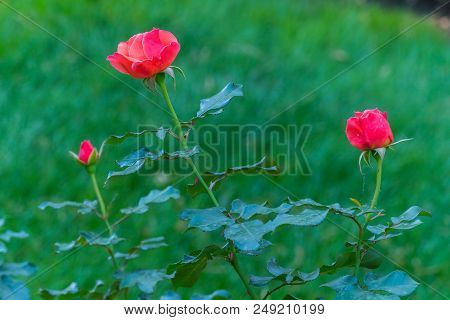 Three Pink Roses At Different Stages Of Flowering Among The Greenery