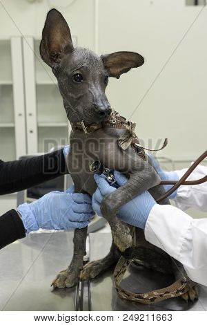 Peruvian Dog Checked By A Veterinarian. Two Doctors