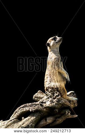 The Meerkat Sits On A Tree Branch With A Funny Expression. Funny Meerkat Close-up Isolated On A Blac