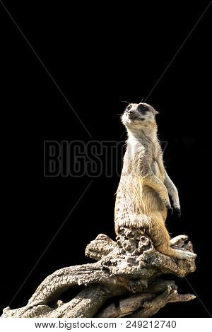 The Meerkat Sits On A Tree Branch With A Funny Expression. Funny Meerkat Close-up Isolated On A Blac