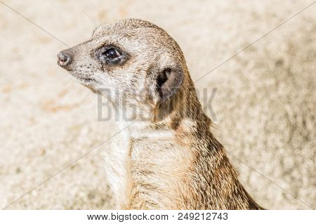 Meerkat With A Funny Expression Close-up In Nature