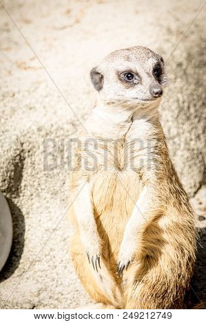 Meerkat With A Funny Expression Close-up In Nature