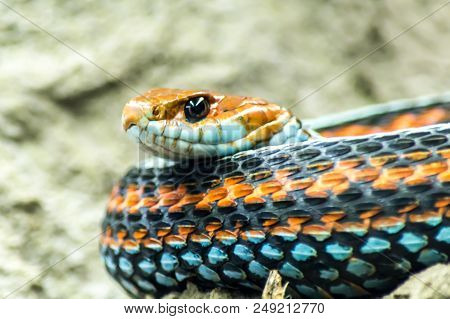 Blue Orange Snake Close Up In Nature