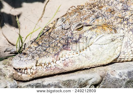 Head Of Crocodile With Huge Sharp Teeth Close-up