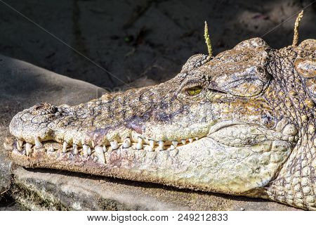 Head Of Crocodile With Huge Sharp Teeth Close-up
