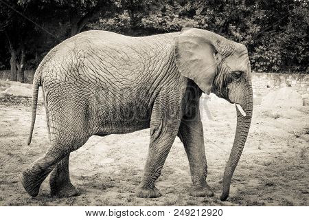 Elephant Close-up With Sad Expression. The Head Of An Elephant Close-up. Vintage, Grunge Old Retro S