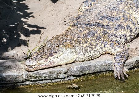 Crocodile Close-up Lies Near Water On River, Lake In Nature