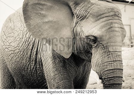 Elephant Close-up With Sad Expression. The Head Of An Elephant Close-up. Vintage, Grunge Old Retro S