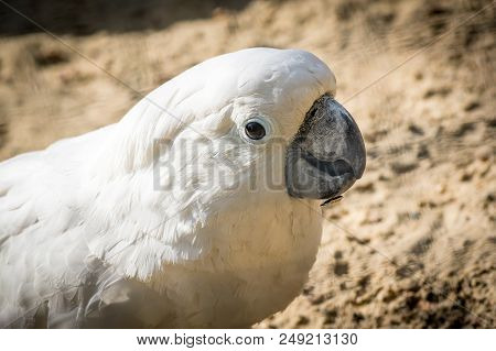 White Parrot Cockatoo With A Cheerful Mood Close-up. Sulphur-crested Cockatoo In Nature Closeup.