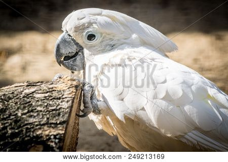 White Parrot Cockatoo With A Cheerful Mood Close-up. Sulphur-crested Cockatoo In Nature Closeup.