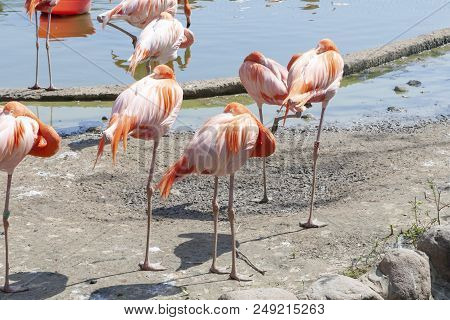 Beautiful Flamingos On The Bank Of A Reservoir