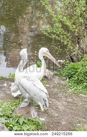 Big White Pelican On The Bank Of A Reservoir