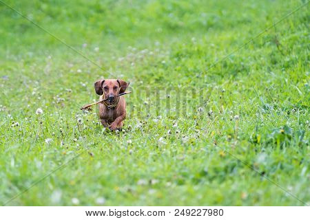 Dog Is Running With A Stick. Dog Breed Standard Smooth-haired Dachshund, Bright Red Color, Female.