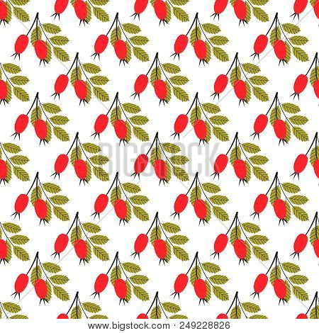 Vector Seamless Pattern Of Rosehip. Vector Seamless Pattern With Rosehip Berries.