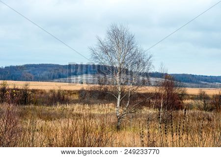 Birch Without Leaves In Late Autumn. Autumn Landscape.