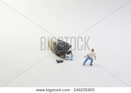 A Street Fight With The Monster Cicadidae