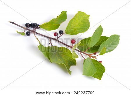 Frangula Alnus, Commonly Known As The Alder Buckthorn, Glossy Buckthorn, Or Breaking Buckthorn. Isol
