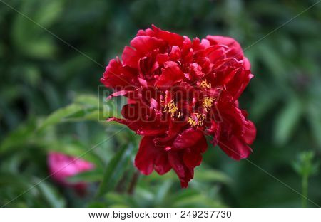 Tree-like Peony, Tree-shaped Peony In The Garden, Peony Petals Close-up At Sunset, Natural Blurred B