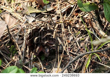 Pine Cone In The Forest On The Ground And Pine Needles Arround