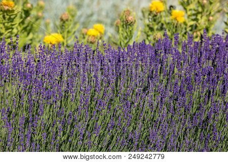 The Flourishing Lavender And Yellow Star-thistle Flowers