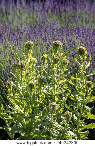 Blooming Yellow Star-thistle Flowers On Lavender Field Background