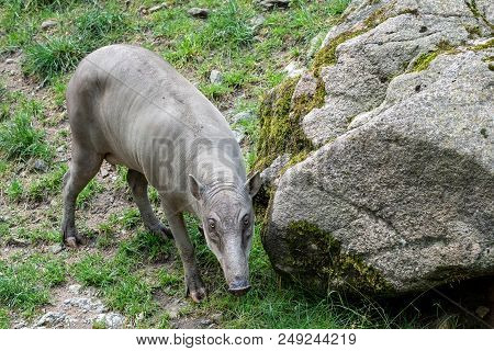 Babirusa Celebes (babyrousa Babyrussa) Endangered Animal Species. Female Buru Bairusa