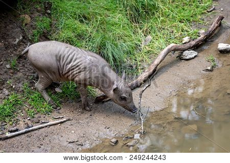 Babirusa Celebes (babyrousa Babyrussa) Endangered Animal Species. Young Piglet Buru Bairusa.
