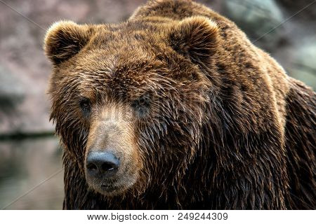 Kamchatka Brown Bear (ursus Arctos Beringianus). Brown Fur Coat, Danger And Aggresive Animal. Big Ma